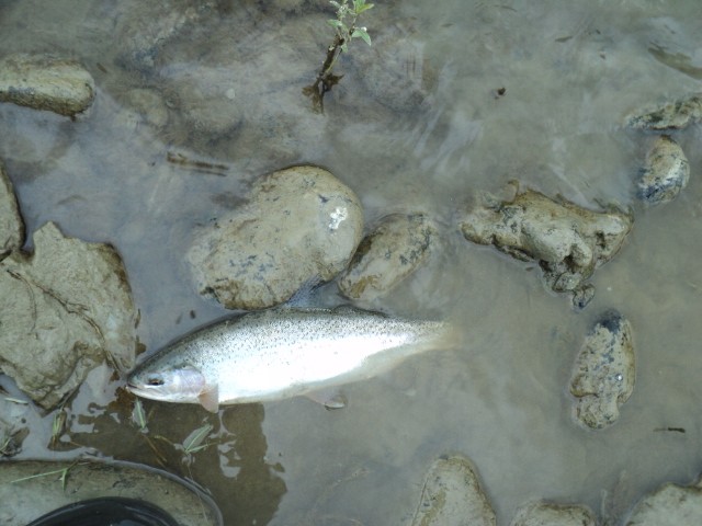 Name:  picture 01 1970.jpg
Views: 269
Size:  163.5 KB