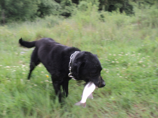 Name:  picture 01 1972.jpg
Views: 271
Size:  164.6 KB