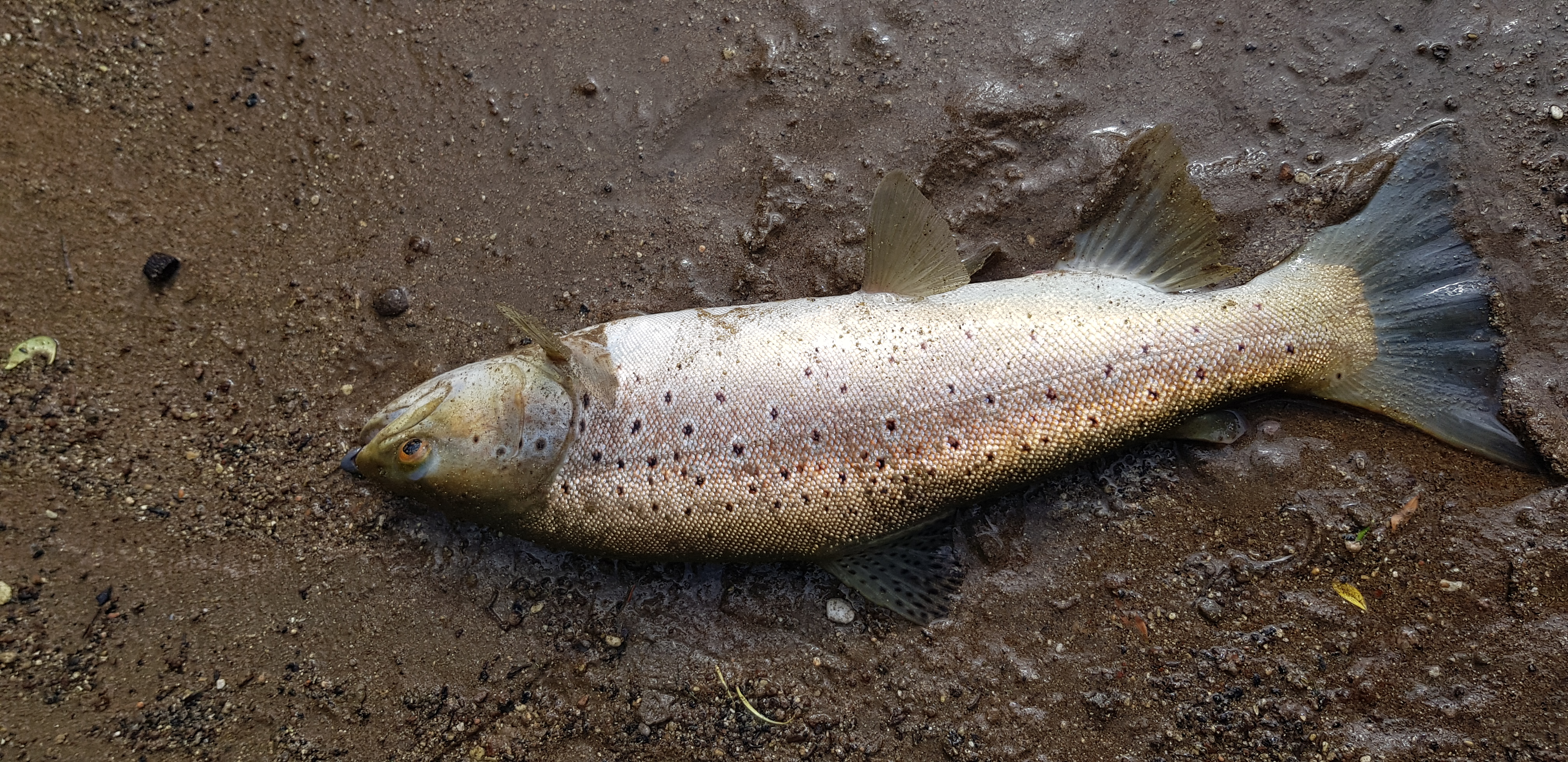 Name:  20201107_170336.jpg
Views: 378
Size:  4.33 MB