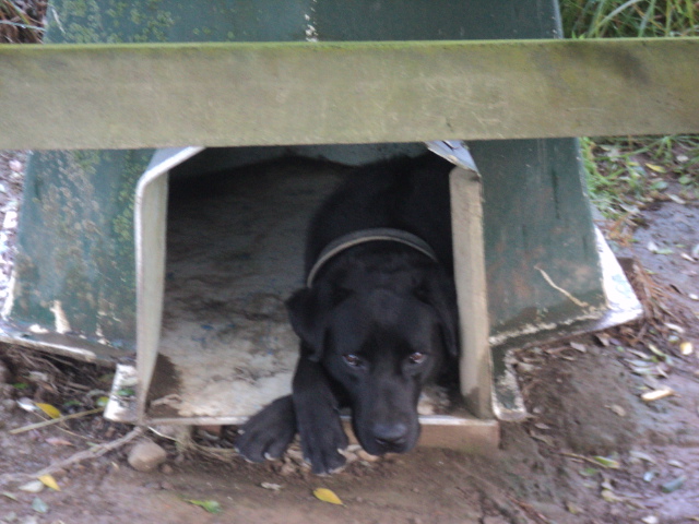 Name:  picture 01 2172.jpg
Views: 170
Size:  162.2 KB