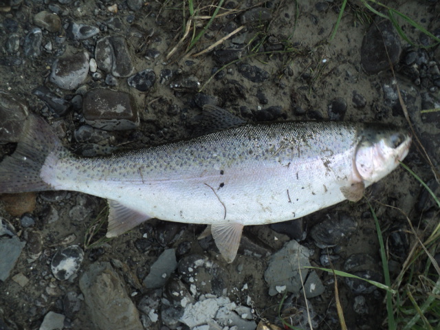 Name:  picture 01 2173.jpg
Views: 183
Size:  165.3 KB