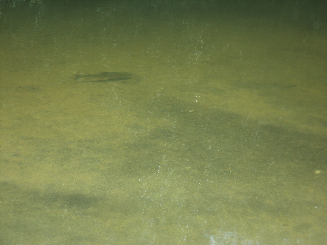 Name:  picture 01 2420.jpg
Views: 525
Size:  164.3 KB