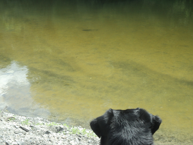 Name:  picture 01 2421.jpg
Views: 486
Size:  164.9 KB
