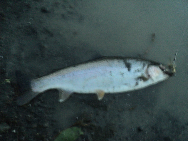 Name:  picture 01 2481.jpg
Views: 406
Size:  165.2 KB