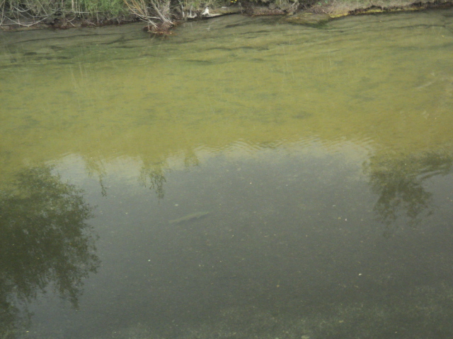 Name:  picture 01 2608.jpg
Views: 927
Size:  164.0 KB