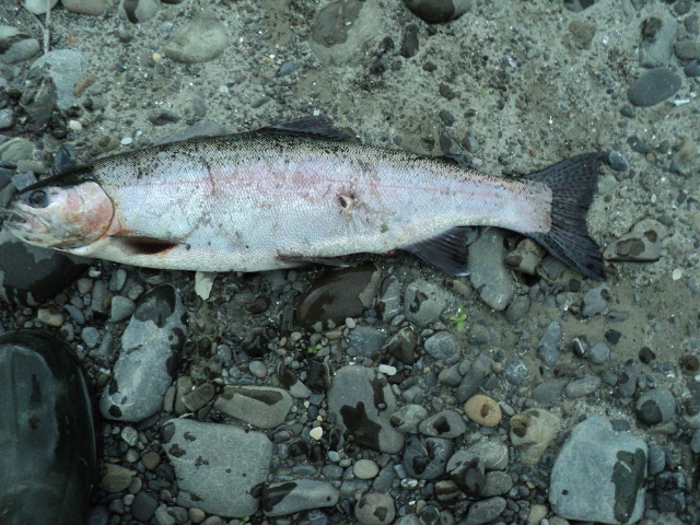 Name:  picture 2435.jpg
Views: 303
Size:  164.8 KB