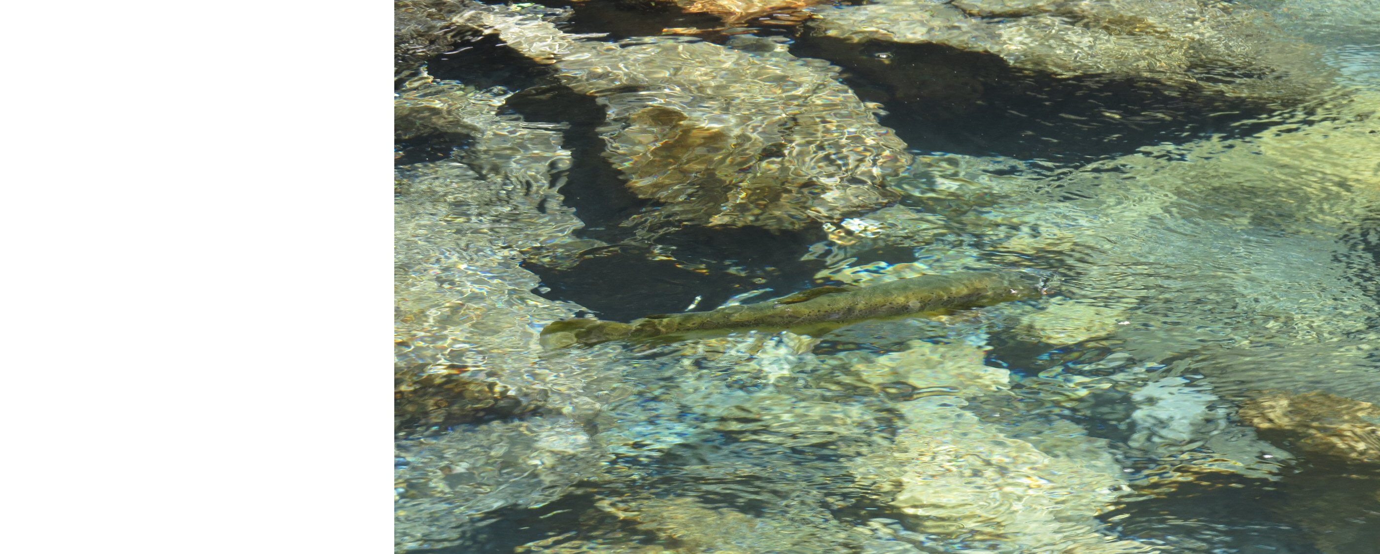 Name:  trout two.jpg
Views: 231
Size:  536.1 KB