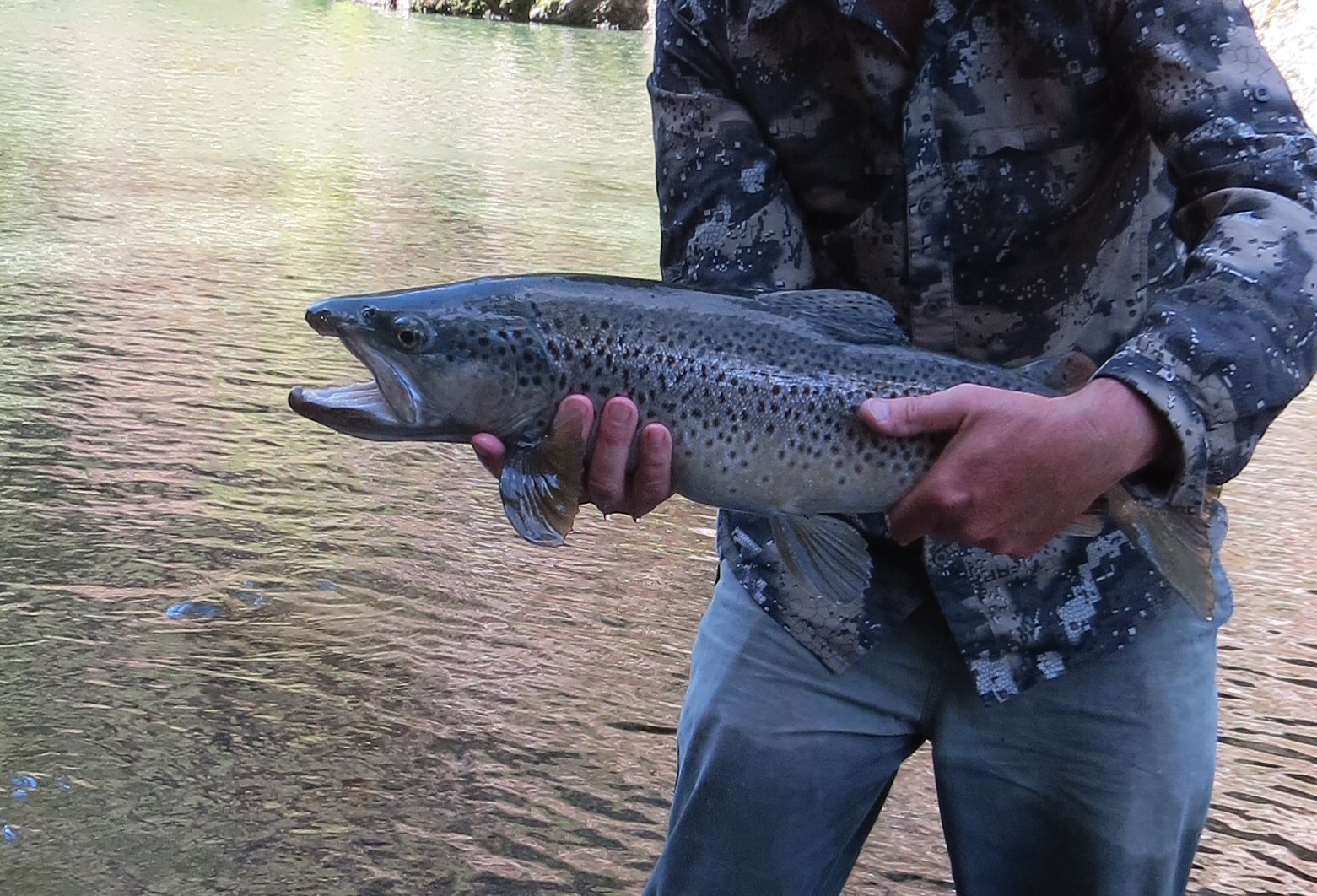 Name:  trout one.jpg
Views: 212
Size:  367.7 KB