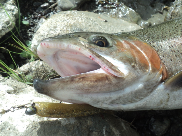 Name:  picture 01 2808.jpg
Views: 757
Size:  164.1 KB