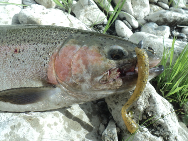 Name:  picture 01 2809.jpg
Views: 896
Size:  163.4 KB