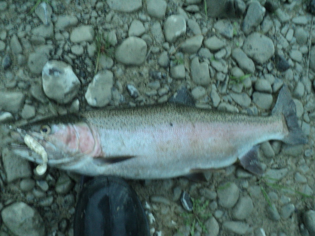 Name:  picture 01 2824.jpg
Views: 1113
Size:  164.9 KB