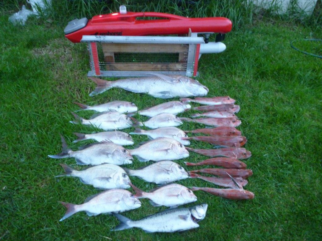Name:  kontiki catch.jpg
Views: 1129
Size:  144.6 KB