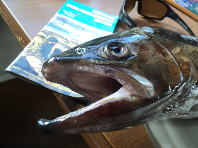 Name:  picture 01 3114.jpg
Views: 345
Size:  164.9 KB