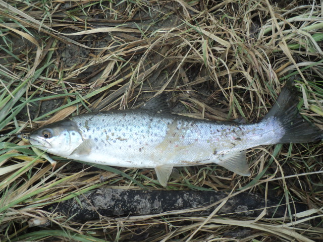Name:  picture 01 3639.jpg
Views: 257
Size:  165.1 KB