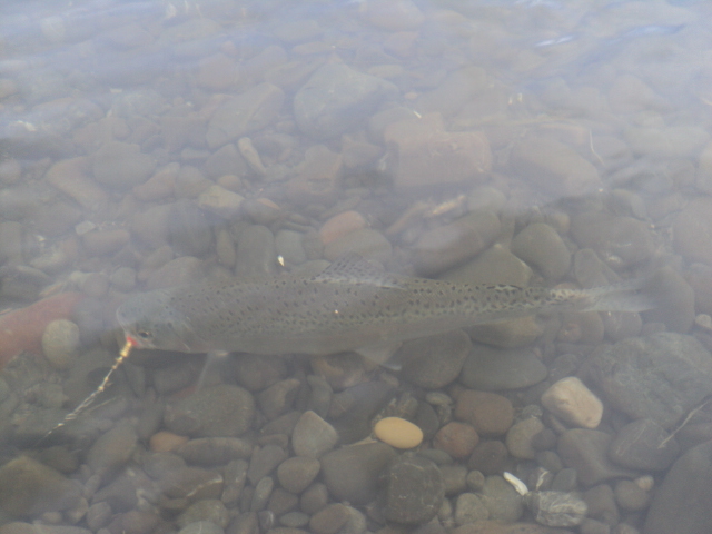Name:  picture 2643.jpg
Views: 207
Size:  162.2 KB