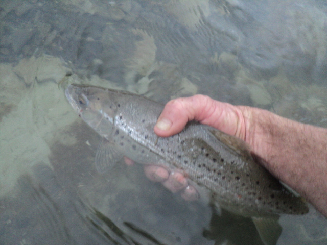 Name:  picture 01 3720.jpg
Views: 345
Size:  164.9 KB