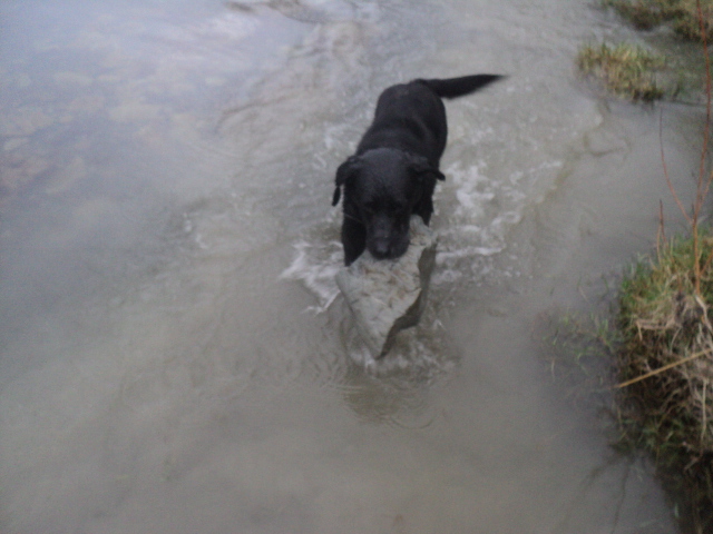 Name:  picture 01 3721.jpg
Views: 339
Size:  160.1 KB