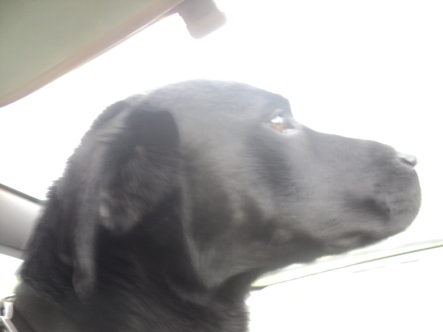 Name:  picture 01 3805.jpg
Views: 257
Size:  160.2 KB