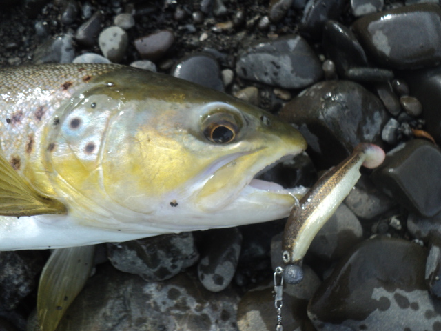 Name:  picture 01 3829.jpg
Views: 430
Size:  163.1 KB