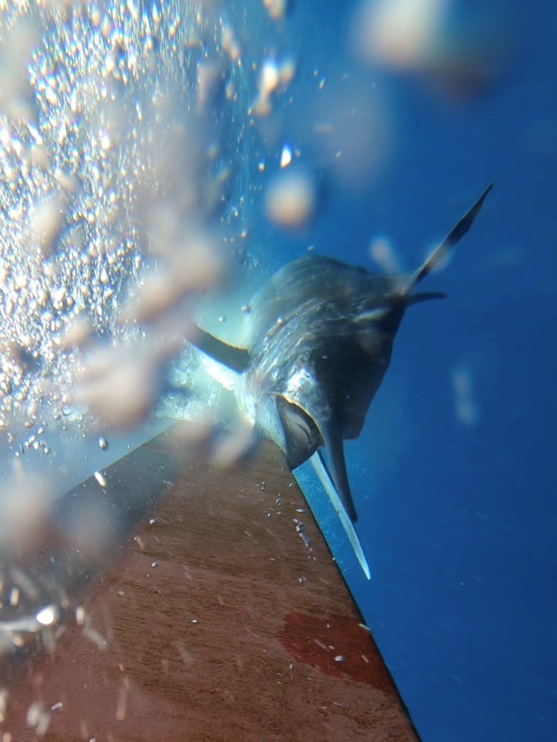 Name:  marlin 4.jpg
Views: 181
Size:  234.2 KB