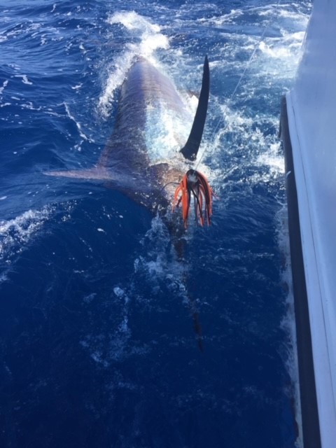 Name:  marlin 5.jpg
Views: 183
Size:  72.2 KB