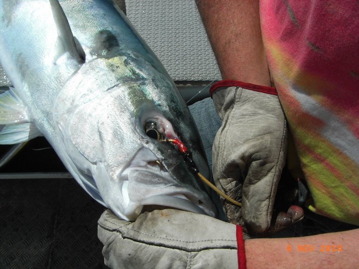 Name:  kingi 5.jpg
Views: 413
Size:  88.5 KB
