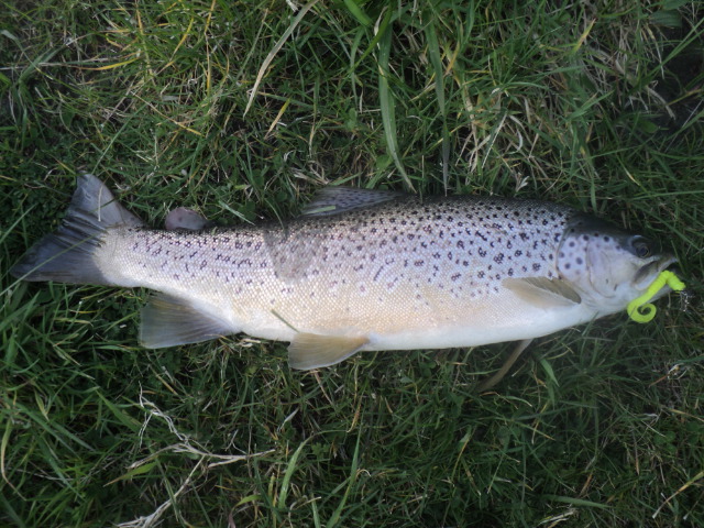 Name:  picture 01 4023.jpg
Views: 371
Size:  165.1 KB