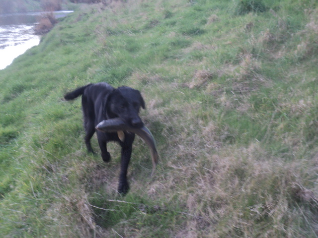 Name:  picture 01 4033.jpg
Views: 378
Size:  164.8 KB