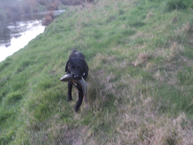 Name:  picture 01 4034.jpg
Views: 371
Size:  163.9 KB