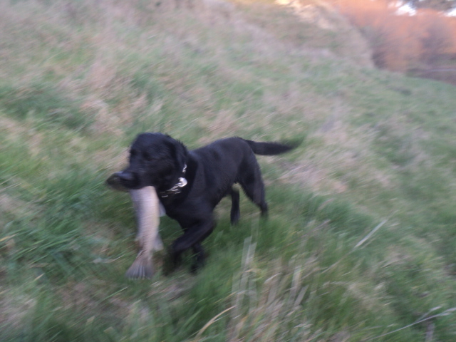Name:  picture 01 4035.jpg
Views: 375
Size:  161.3 KB