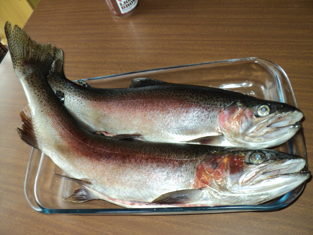Name:  picture 2709.jpg
Views: 235
Size:  163.2 KB
