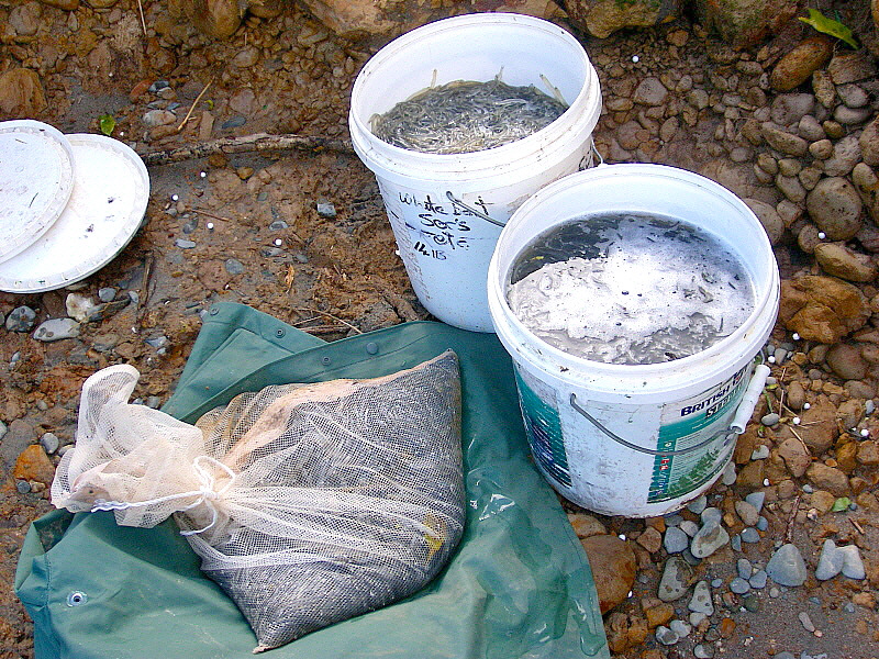 Name:  Good mornings catch-more added after this lot-22nd.jpg
Views: 167
Size:  497.9 KB