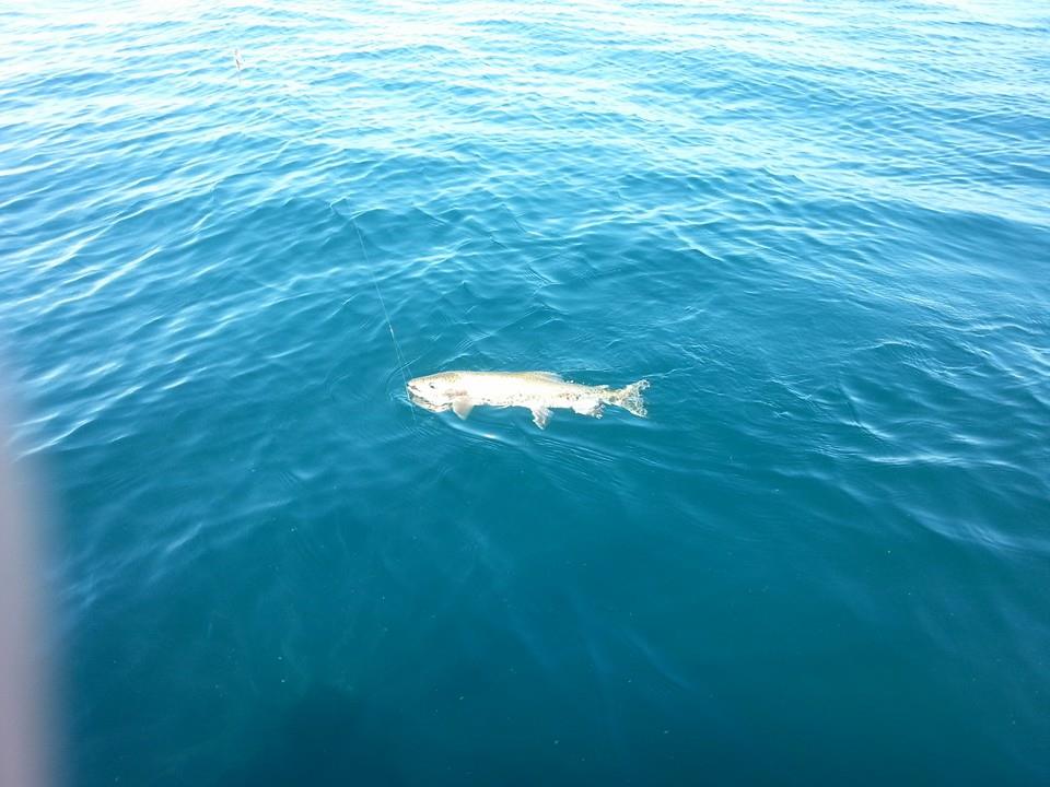 Name:  asdf.jpg
Views: 207
Size:  79.0 KB