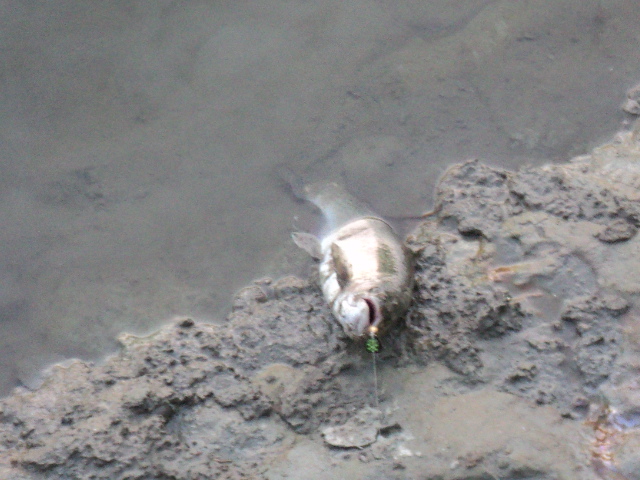 Name:  picture 2835.jpg
Views: 742
Size:  164.9 KB