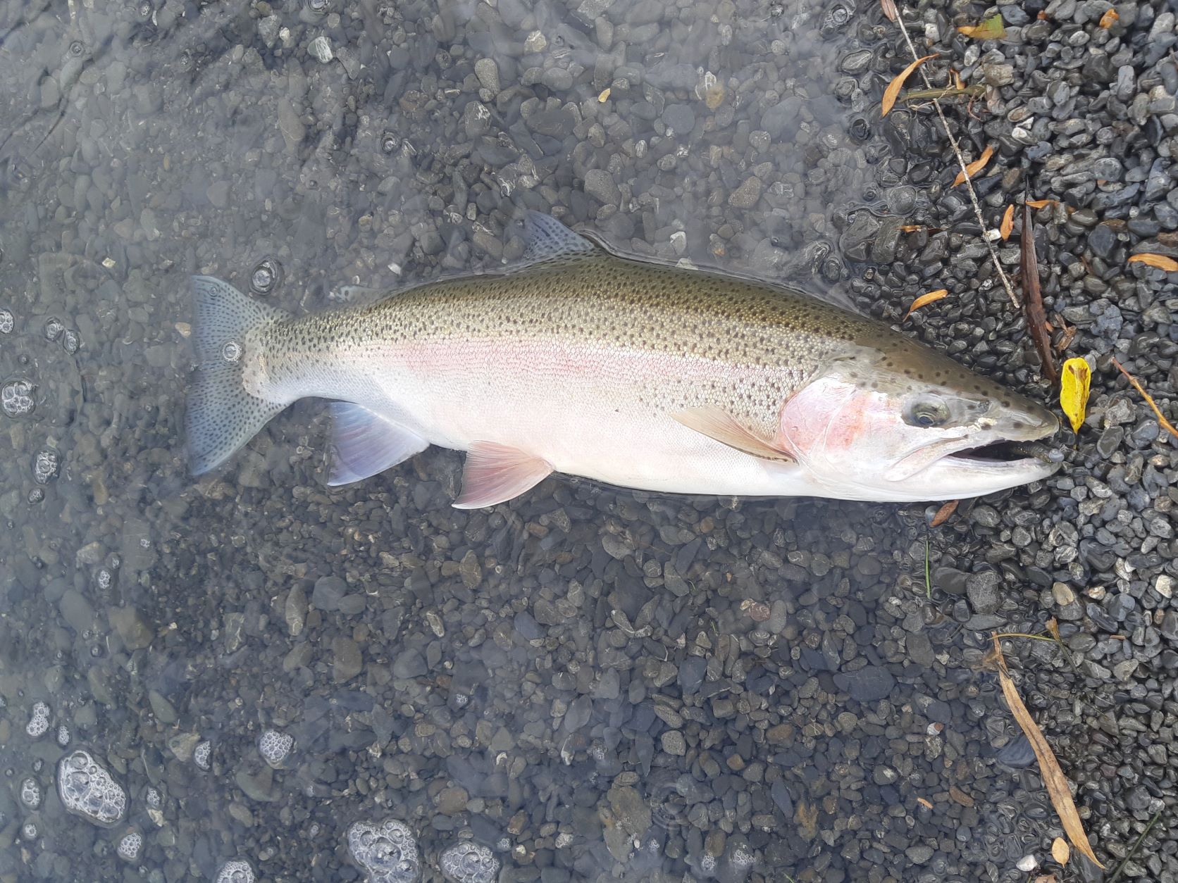 Name:  Rainbow Jack.jpg
Views: 272
Size:  2.69 MB