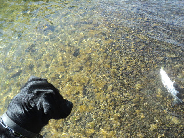 Name:  picture 01 4706.jpg
Views: 312
Size:  163.4 KB
