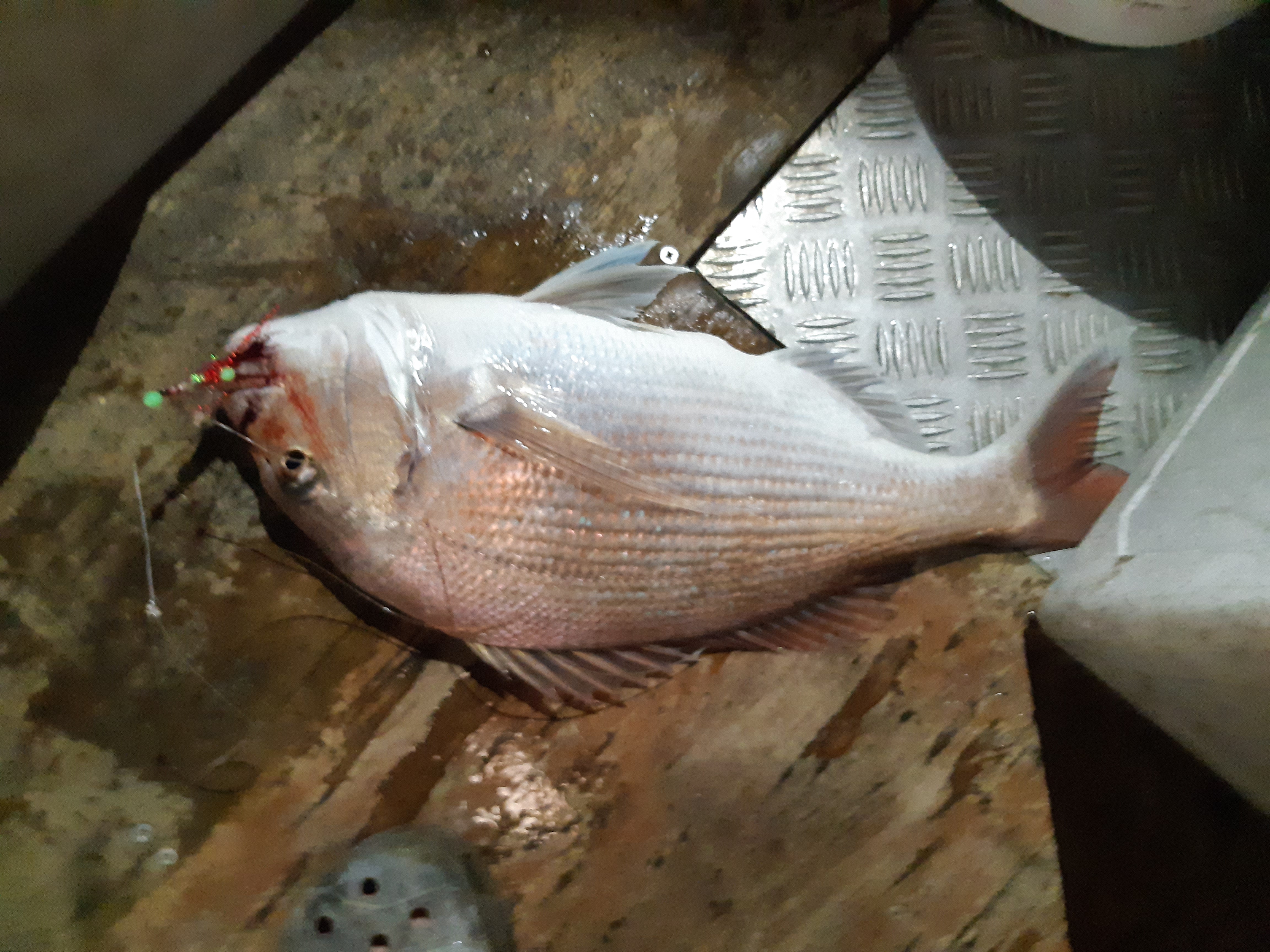 Name:  20220122_051750.jpg
Views: 267
Size:  4.66 MB
