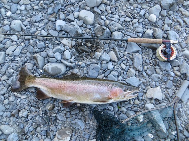 Name:  trout2.jpg
Views: 242
Size:  104.2 KB