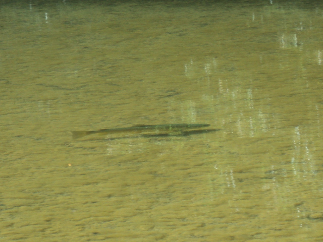 Name:  picture 01 4797.jpg
Views: 162
Size:  163.0 KB
