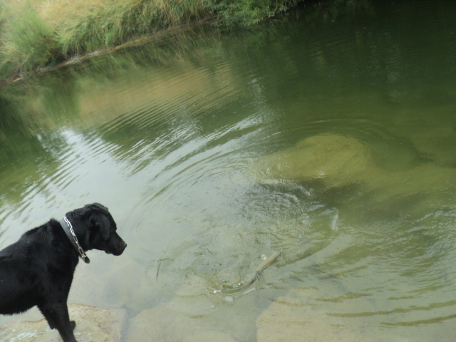 Name:  picture 01 4810.jpg
Views: 141
Size:  164.2 KB