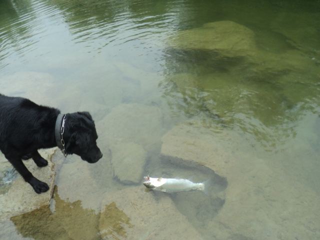 Name:  picture 01 4811.jpg
Views: 141
Size:  158.5 KB