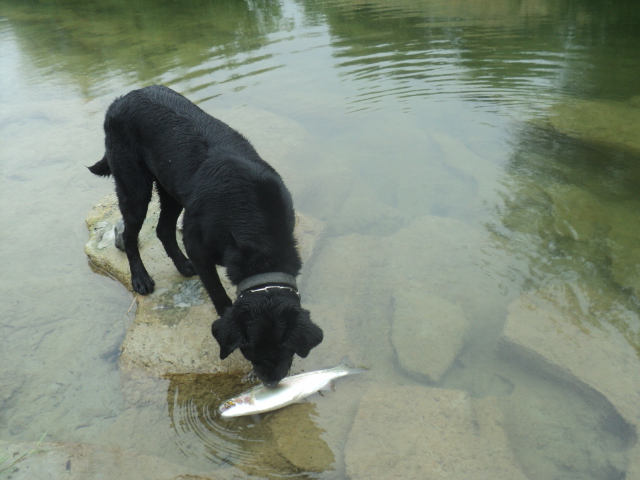 Name:  picture 01 4812.jpg
Views: 140
Size:  162.9 KB