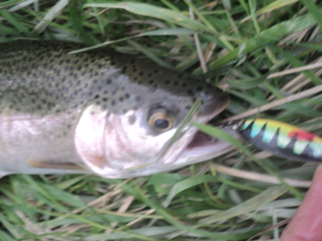 Name:  picture 01 4958.jpg
Views: 109
Size:  165.0 KB