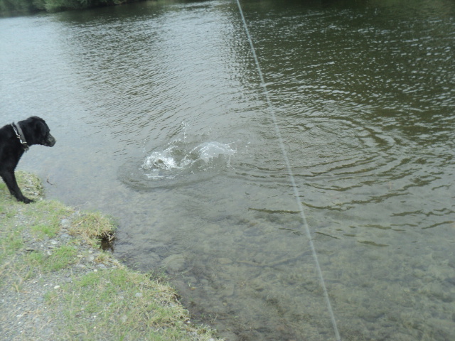 Name:  picture 01 4964.jpg
Views: 260
Size:  164.7 KB