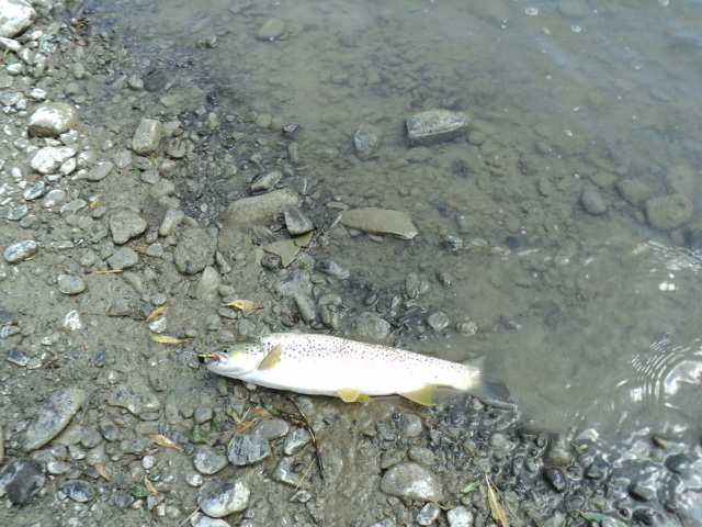 Name:  picture 2897.jpg
Views: 262
Size:  164.8 KB