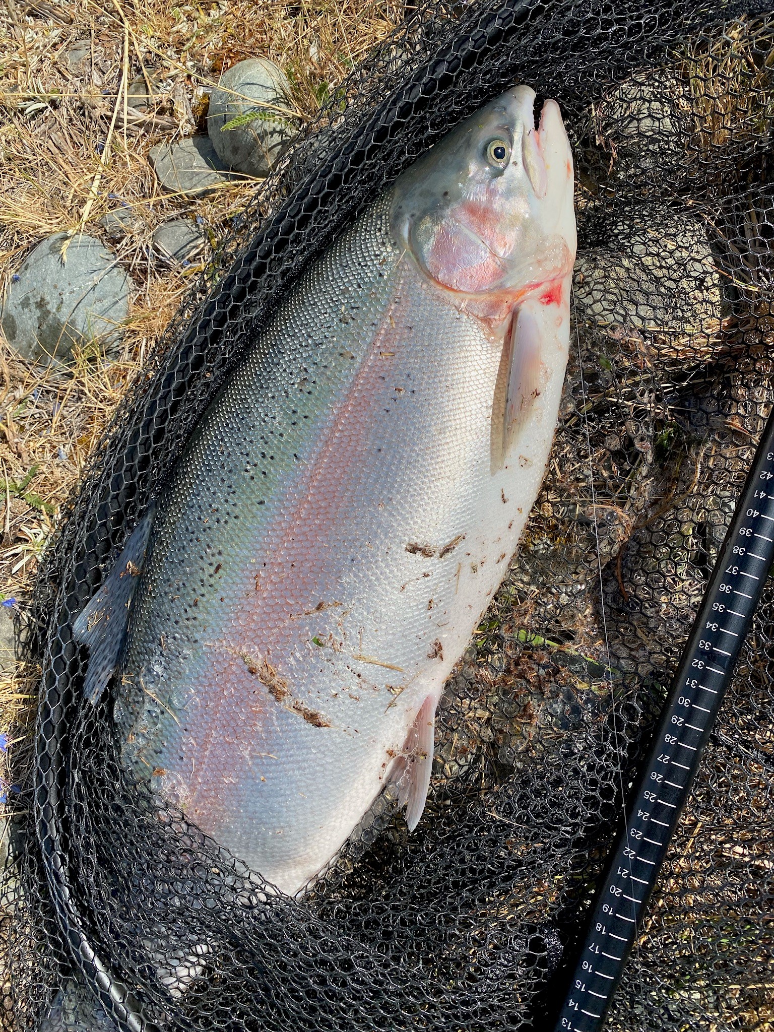 Name:  trout.jpg
Views: 175
Size:  1.68 MB