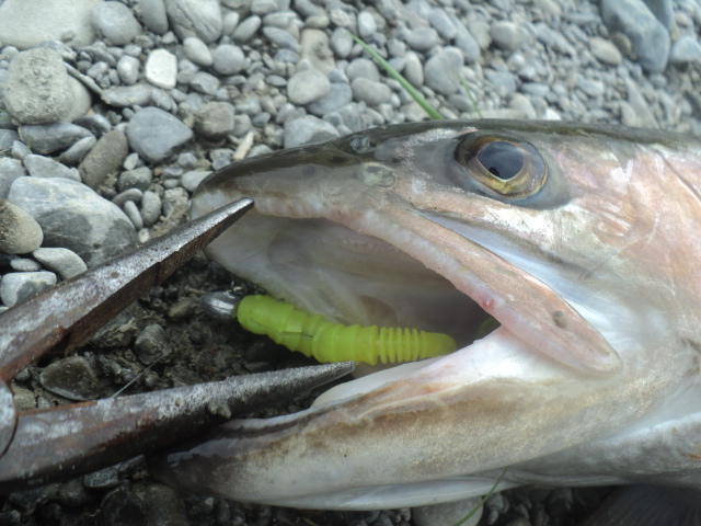 Name:  picture 01 5055.jpg
Views: 1419
Size:  165.3 KB