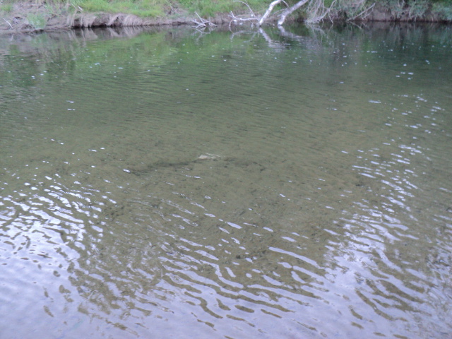Name:  picture 2931.jpg
Views: 200
Size:  165.1 KB