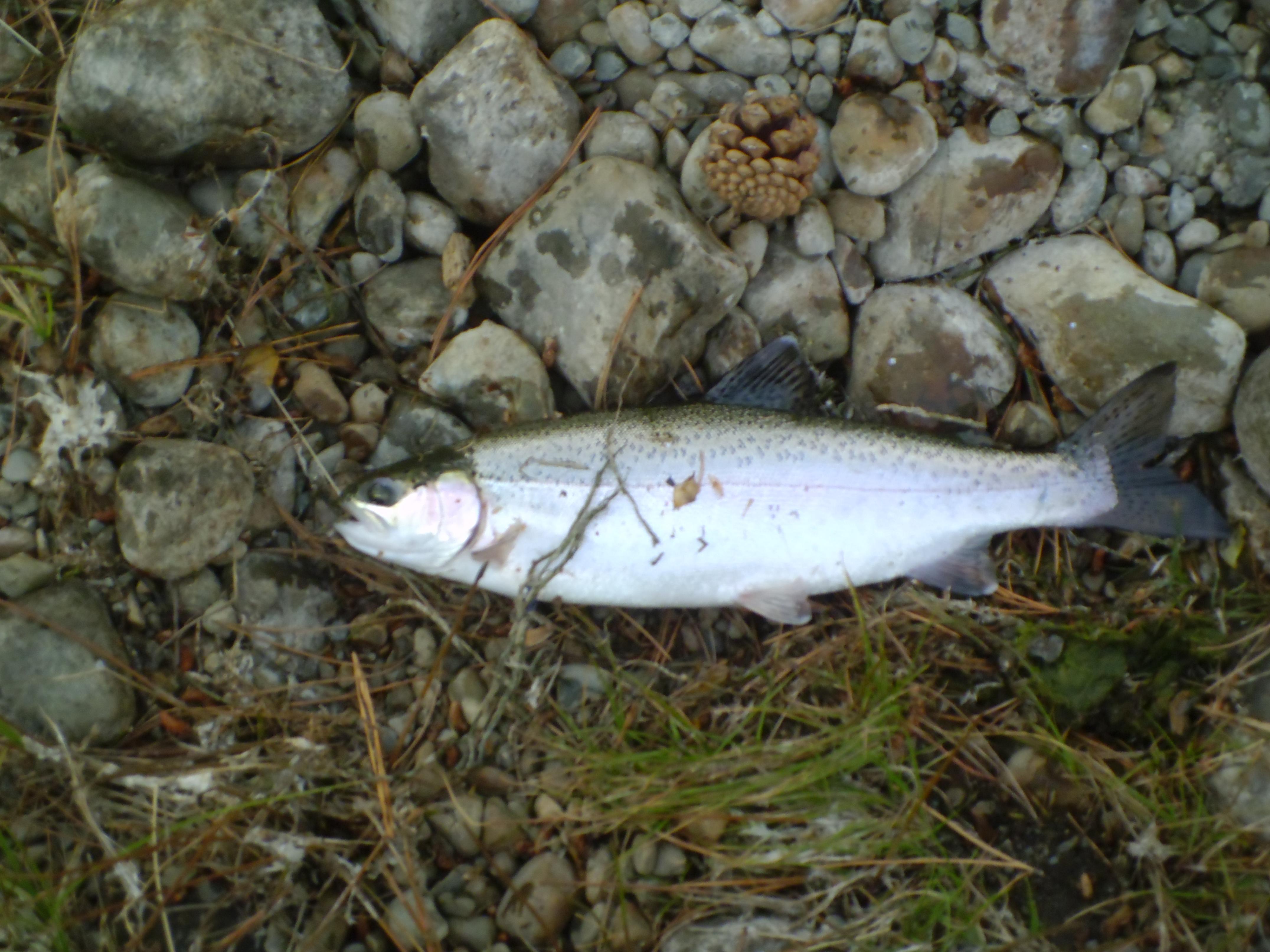 Name:  hunting 049.jpg
Views: 313
Size:  977.3 KB