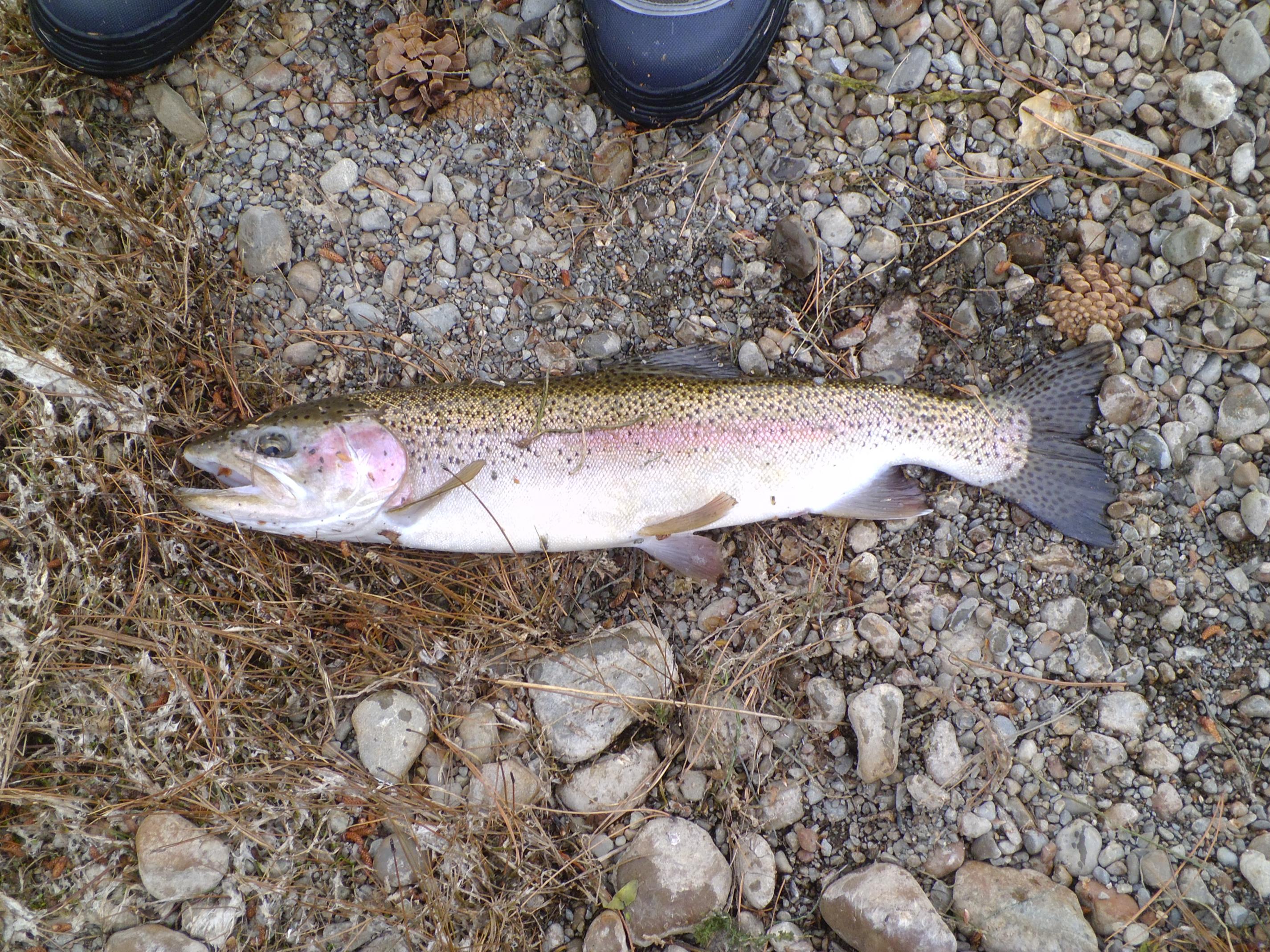 Name:  hunting 043.jpg
Views: 332
Size:  1.19 MB